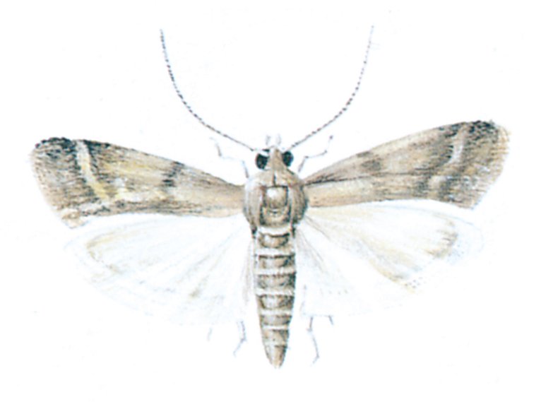 Kakaomøllet, Ephestia elutella