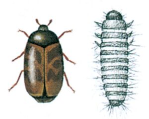 Khaprabillen, Trogoderma granarium