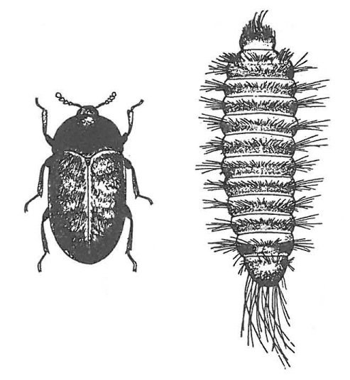 Khaprabille