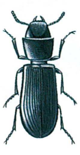 Korngnaveren, Tenebroides mauretanicus
