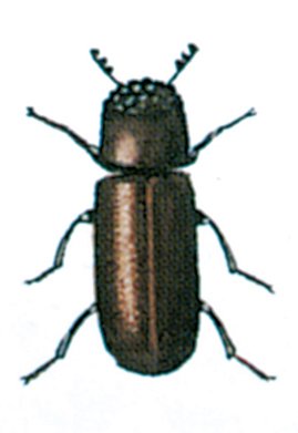 Kornkapucineren, Rhyzopertha dominica