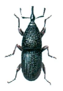 Kornsnudebillen, Sitophilus granarius