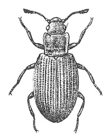 Lathridius minutus, almindelig skimmelbille