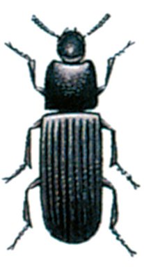 Lysolbillen, Tribolium destructor