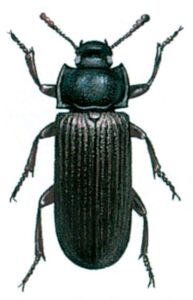 Melbillen, Tenebrio molitor