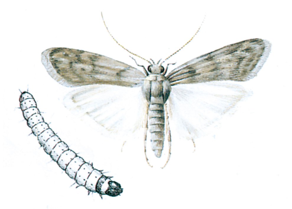Melmøl, Anagasta kuehniella