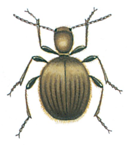 Messingtyven, Niptus hololeucus