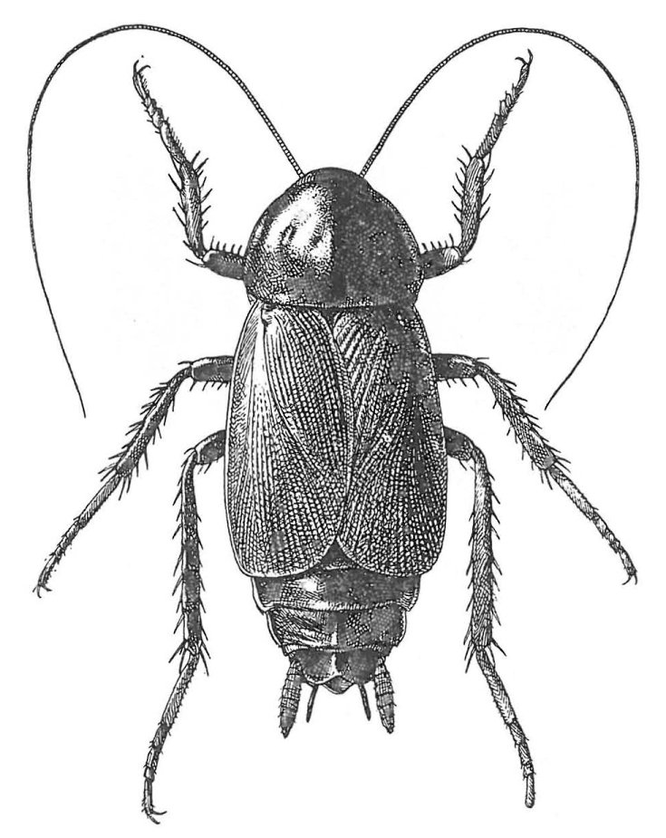 Orientalsk kakerlak, han