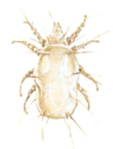 Ostemiden, Tyrolichus casei