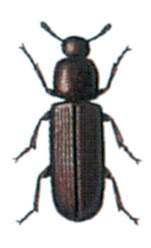 Rismelbillen, Tribolium confusum