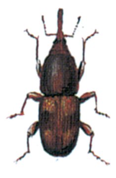 Rissnudebillen, Sitophilus oryzae