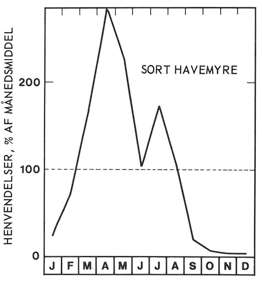 Sæson for sort havemyre