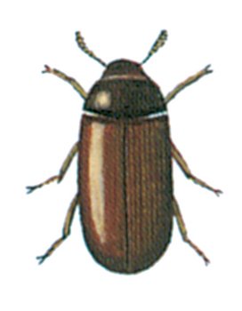 Skimmelbiller, Clavicornia spp.