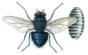 Spyflue