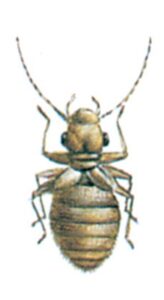 Støvlus, Psocoptera