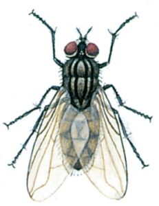 Stuefluen, Musca domestica