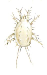 Sveskemiden, Carpoglyphus lactis