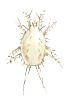 Sveskemiden, Carpoglyphus lactis