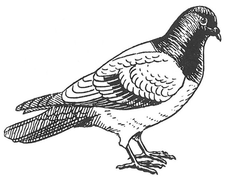 Tamdue