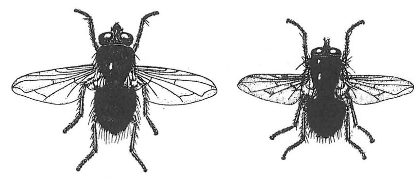 To slags spyfluer, Calliphora og Lucilia