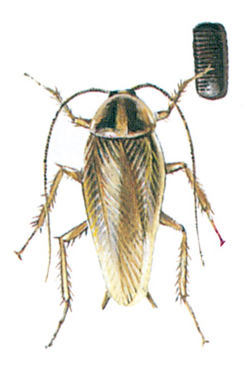 Tysk kakerlak