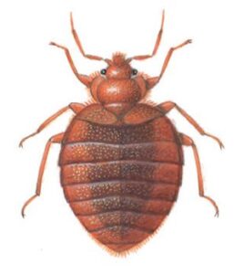 Væggelus på 5,5 mm.
