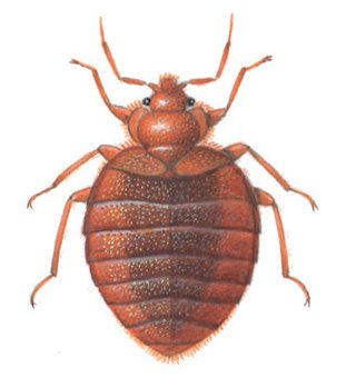 Væggelus på 5,5 mm.