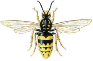 almindelig gedehams