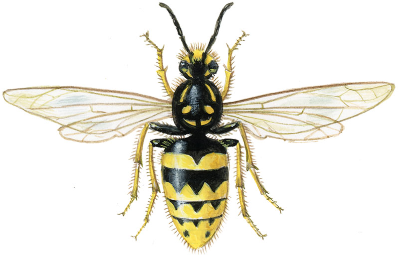 almindelig gedehams