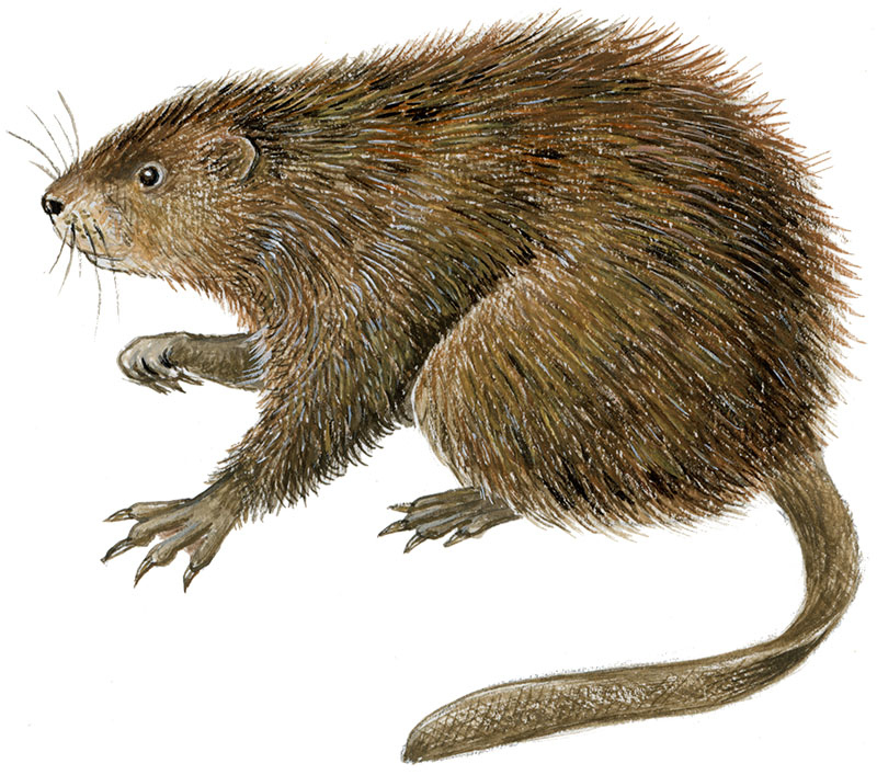 Bisamrotte