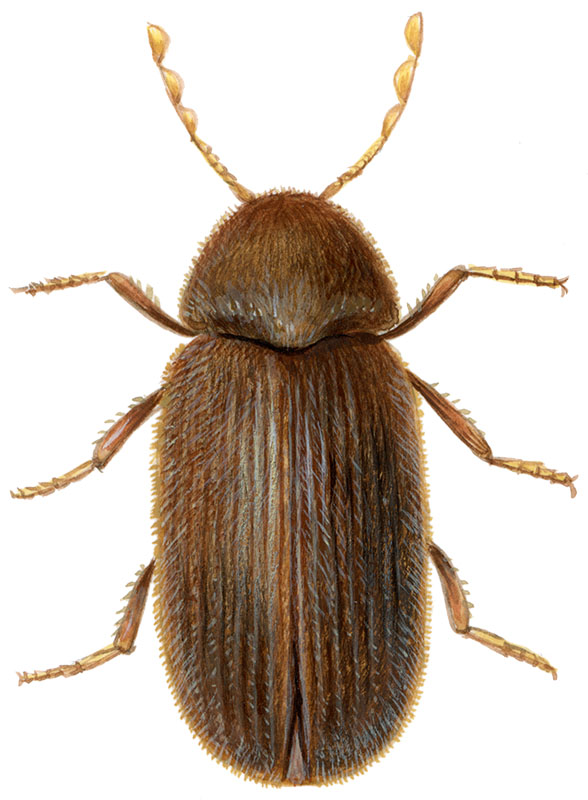 brødbille