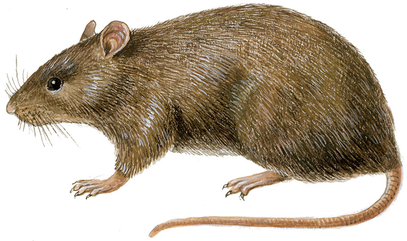 brun rotte
