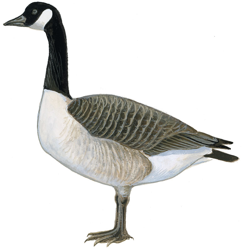 Canadagås