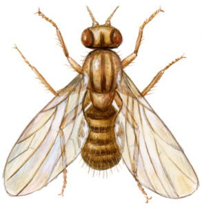 eddikeflue også kaldet bananflue