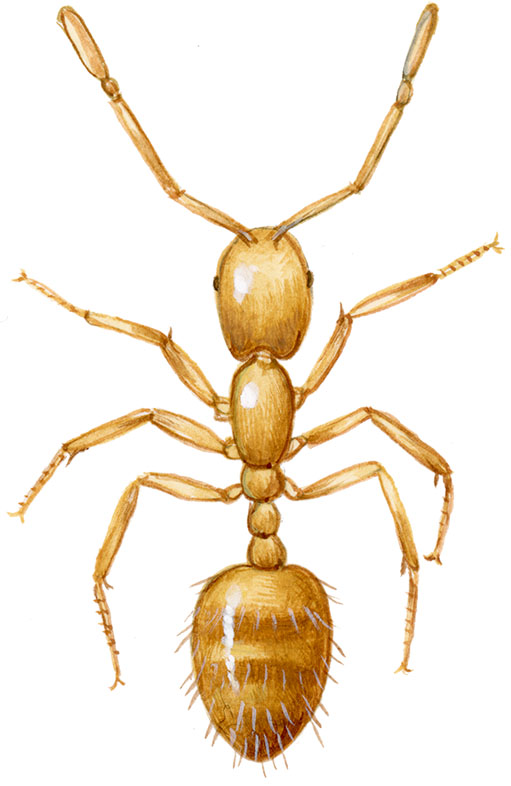 faraomyre arbejdermyre