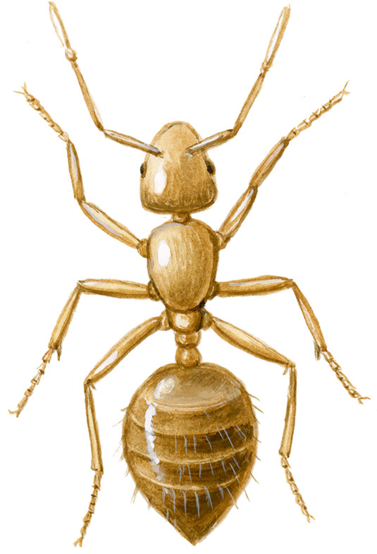 faraomyre dronning