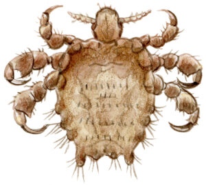 fladlus