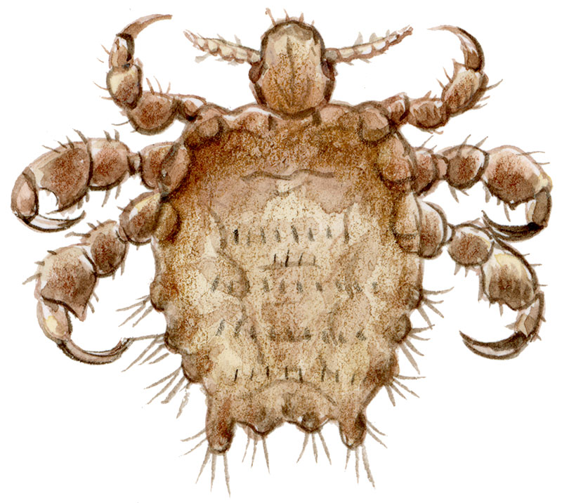 fladlus