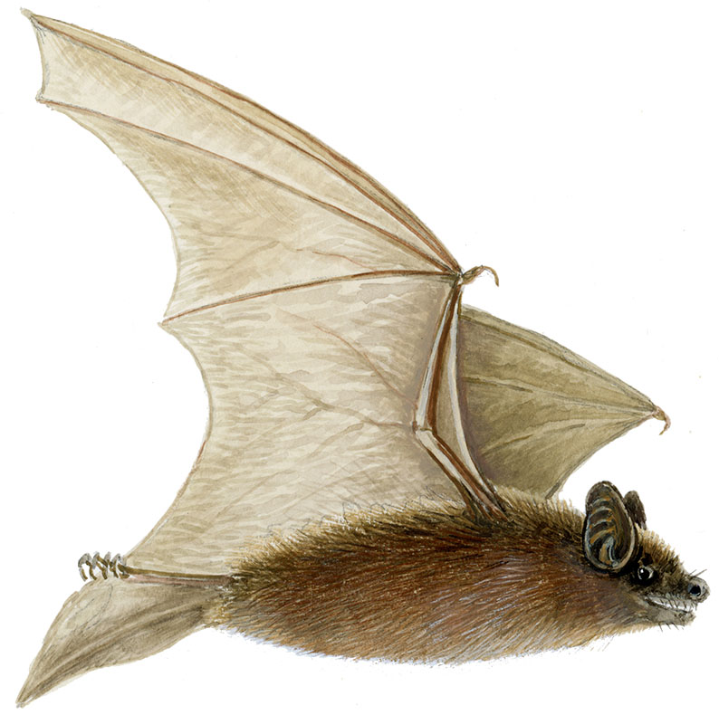 flagermus