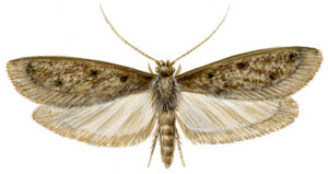 Frømøl med udfoldede vinger