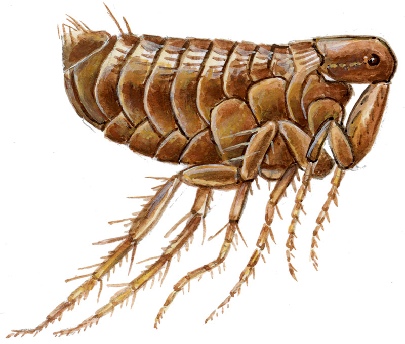 fugleloppe