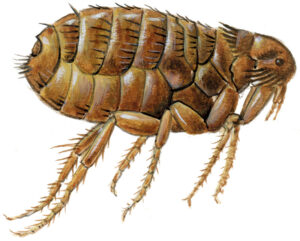 Hundeloppe også benævnt katteloppe