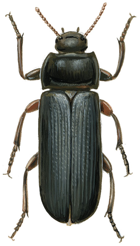melbille