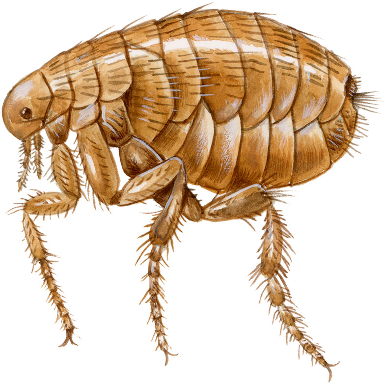 menneskeloppe