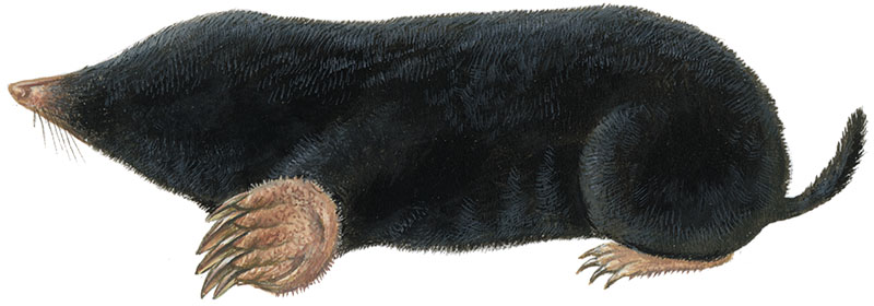 Muldvarp