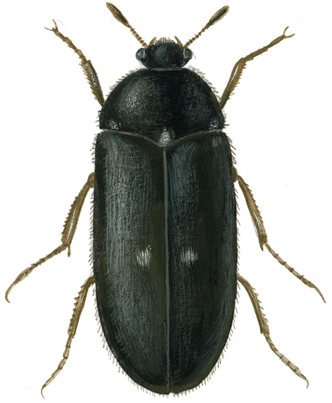 pelsklanner
