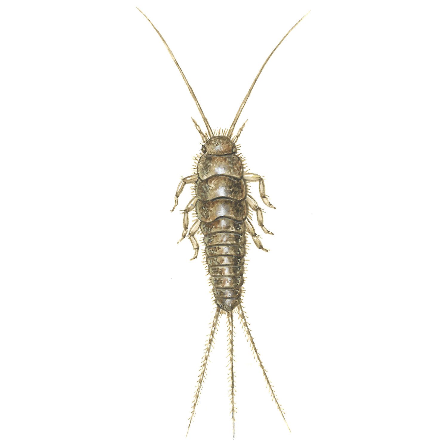 Skægkræ, Ctenolepisma longicaudata