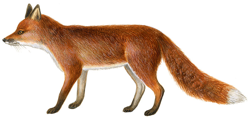 Ræv