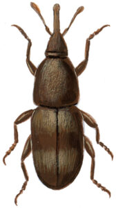 Rissnudebille