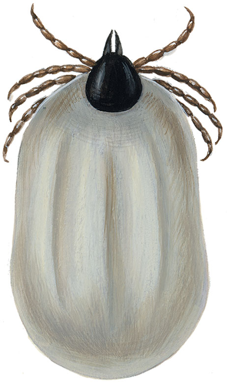 skovflåt